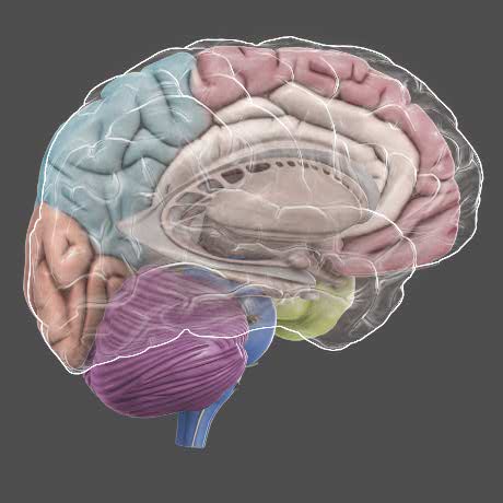 3D Brain - DNA Learning Center 3D Brain - DNA Learning Center
