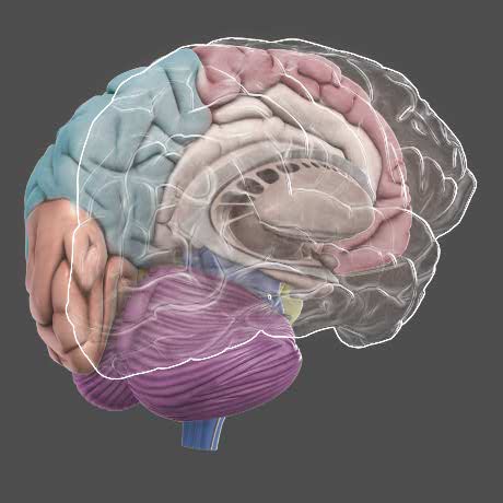 3D Brain - DNA Learning Center 3D Brain - DNA Learning Center