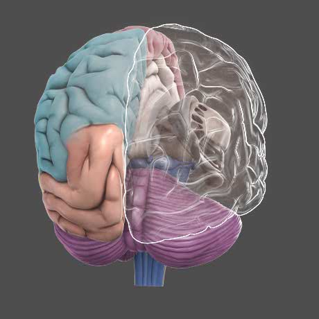 3D Brain - DNA Learning Center