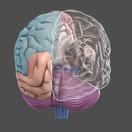 3D Brain - DNA Learning Center 3D Brain - DNA Learning Center