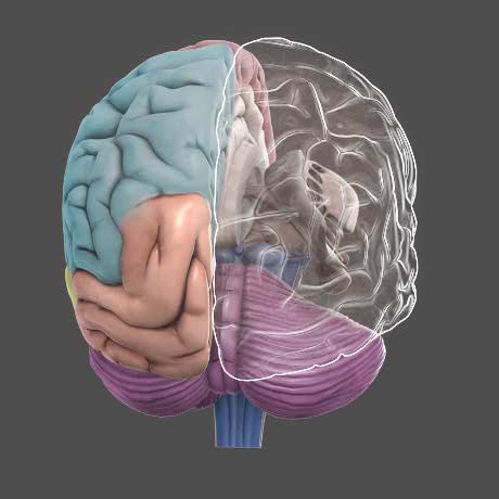 3D Brain - DNA Learning Center 3D Brain - DNA Learning Center