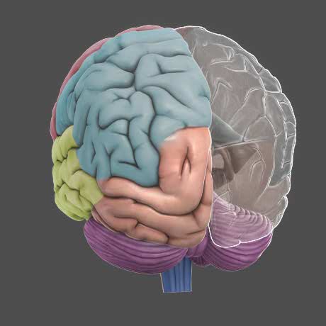 3D Brain - DNA Learning Center