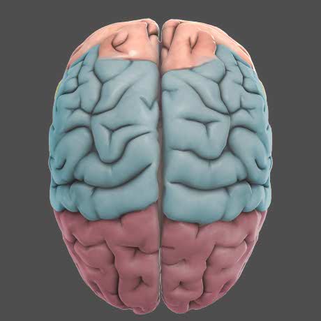 3D Brain - DNA Learning Center